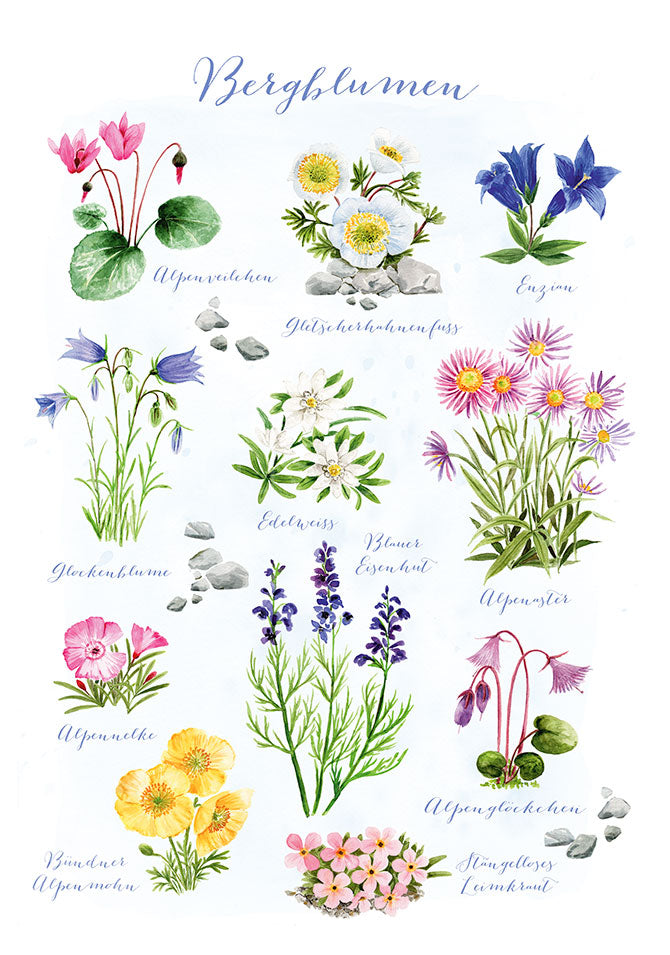 Waldorf Postkarte Bergblumen von Dörthe Brandt mit zwölf botanisch illustrierten Alpenblumen wie Edelweiß, Enzian und Blauem Eisenhut