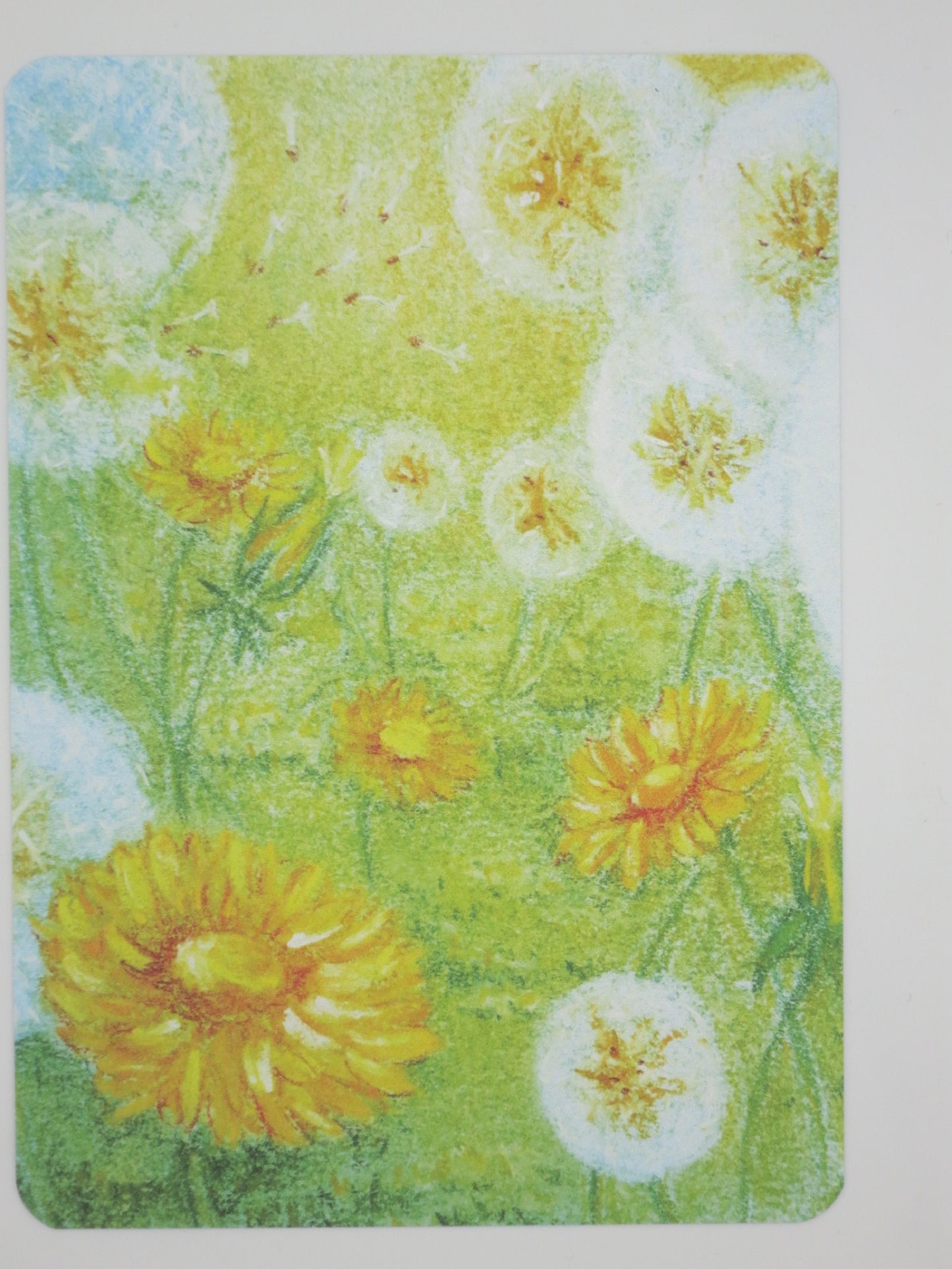 Postkarte Blumenfeld von Geertje Kapteijns: Loewenzahnblueten und Pusteblumen