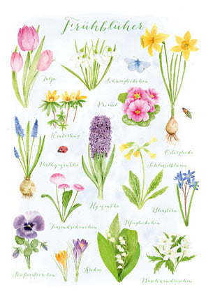Postkarte Fruehblueher von Doerthe Brandt: illustrierte Uebersicht beschrifteter Fruehlingsblumen
