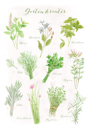 Postkarte Gartenkräuter: botanische Bestimmungstafel mit Minze, Borretsch, Basilikum und weiteren Küchenkräutern, Aquarell von Dörthe Brandt