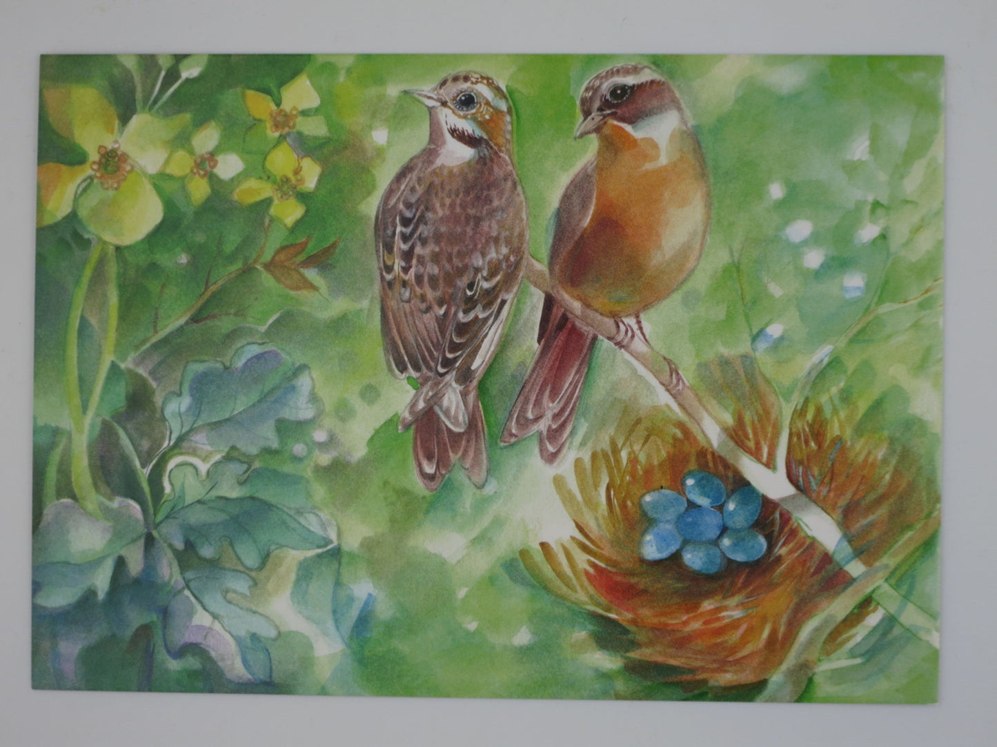 Frühling Postkarte Zwei Gartenrotschwänze PKFR242: Zwei Vögel auf Ast mit Nest
Zeichnung von Marie-Laure Viriot
