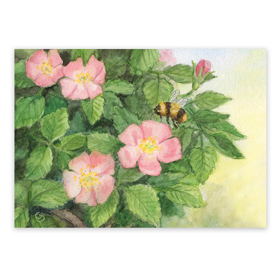 Postkarte Heckenrosen: rosa Blüten mit Hummel im Anflug, Aquarell von Corinna Schwerdtfeger