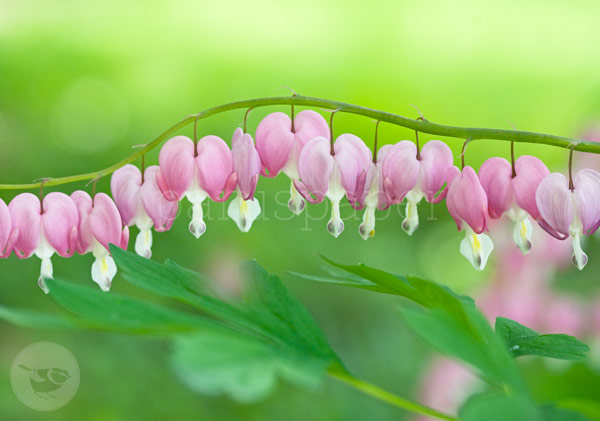 Fotopostkarte Traenendes Herz von Heilke Heller: herzfoermige rosa Blueten in Reihe