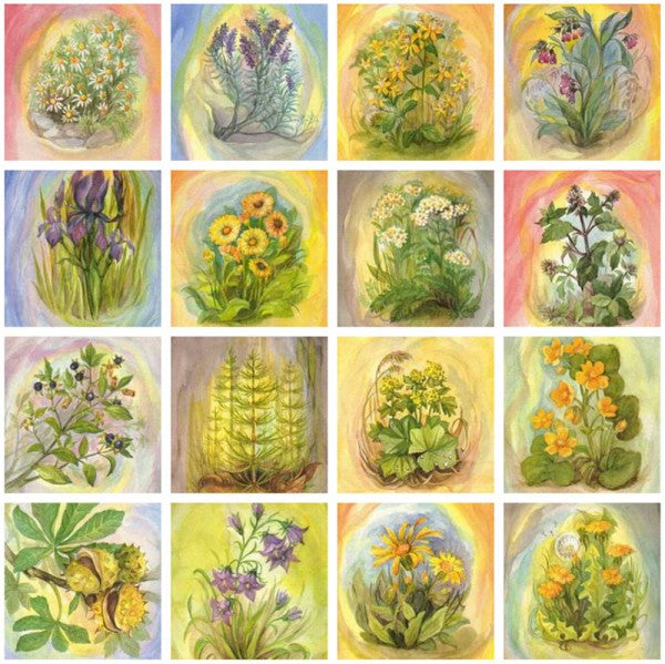 Postkartenset Wildkräuter PKS41 von Margret von Borstel: alle 16 Aquarell-Postkarten im Raster, darunter Kamille, Lavendel, Johanniskraut, Beinwell, Iris, Ringelblume, Tollkirsche, Schachtelhalm, Kastanie, Arnika und Löwenzahn