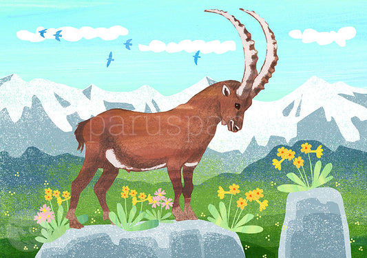 Steinbock - Postkarte - Art.Nr.PKGR61