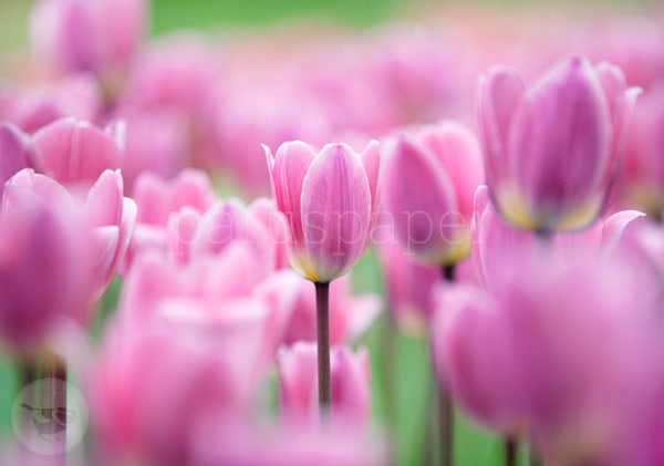 Tulpenfreude - Postkarte - Art.Nr.PKFR124