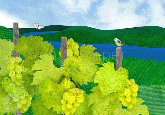 Weinberge - Postkarte - Art.Nr.PKGR75
