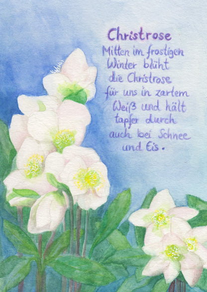 Wildblumen PostkartenSet BilderSchublade - 6 Postkarten Art.PKS32