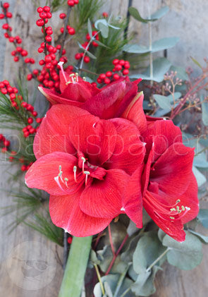 Amaryllis - Postkarte - Art.Nr.PKWI255