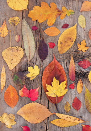 Herbstliche Blattsammlung - Postkarte Art.Nr.PKHE191
