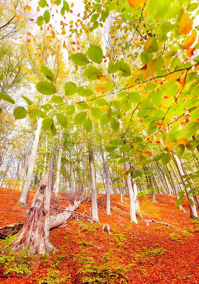 Herbst im Buchenwald - Postkarte Art.Nr.PKHE193