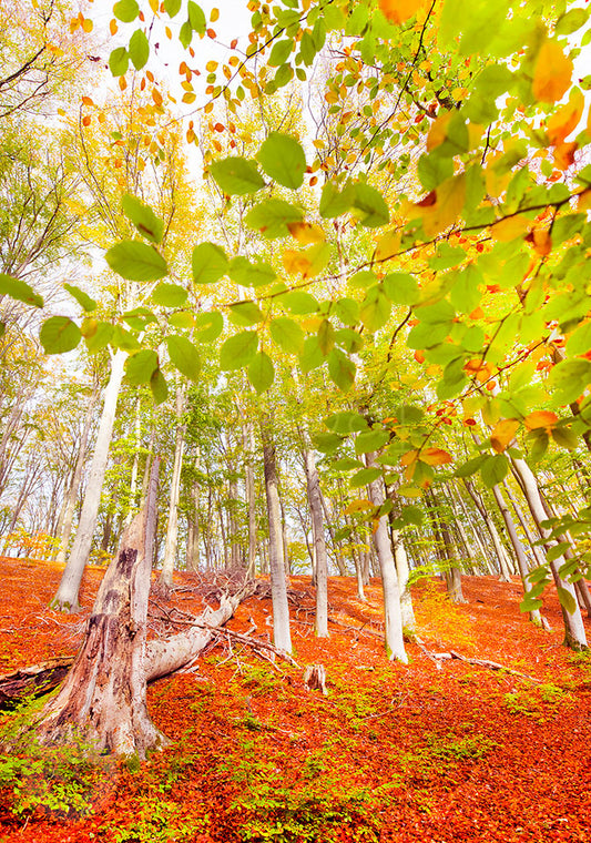 Herbst im Buchenwald - Postkarte Art.Nr.PKHE193