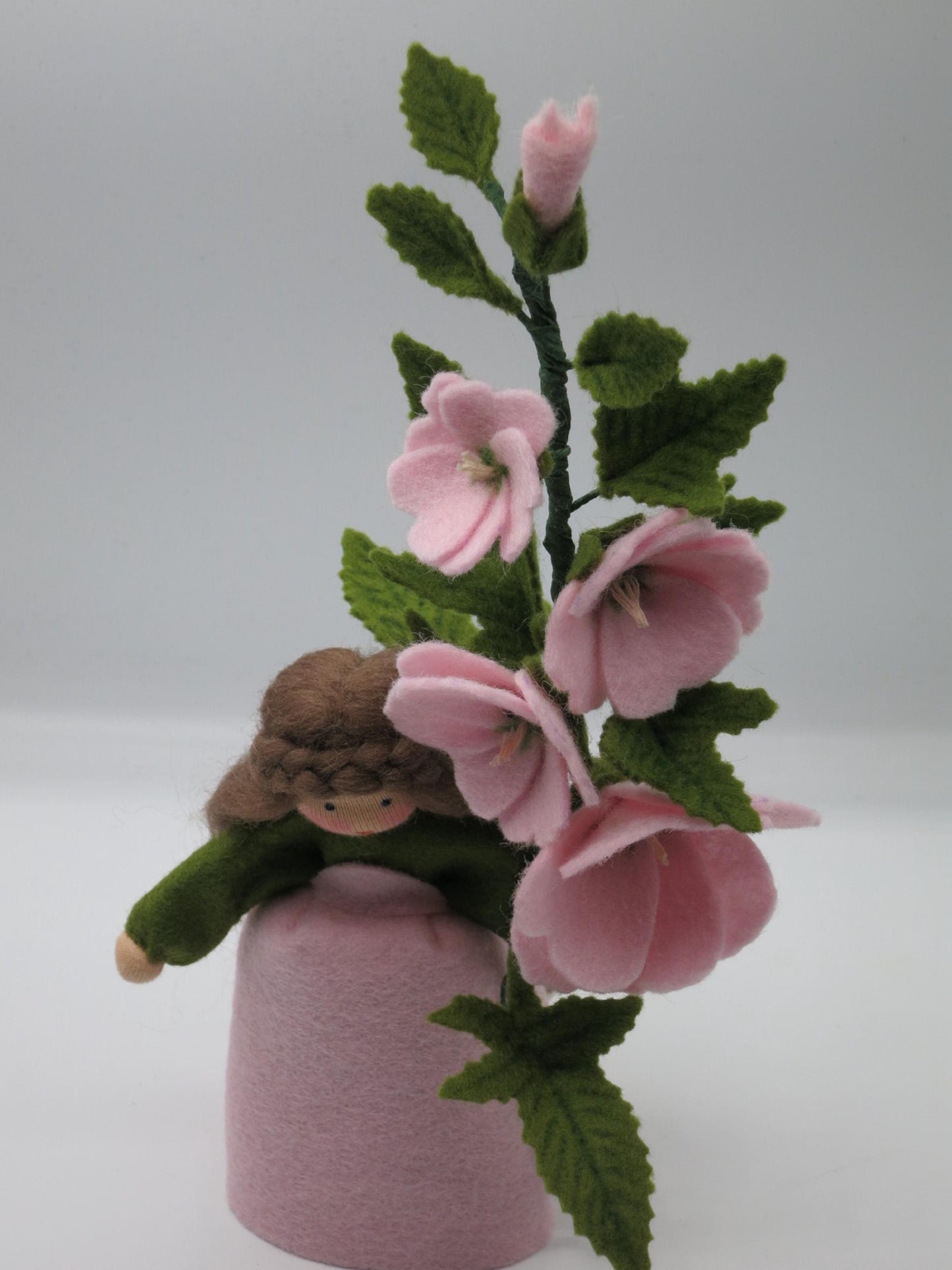 Vorderansicht des Buschmalve-Blumenkinds hinter einem üppigen Zweig mit rosa Filzblüten und grünen Blättern