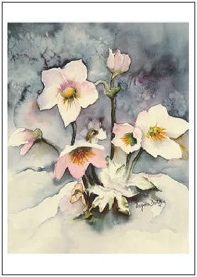 Christrose - Postkarte  - Waldorf Art.Nr.PKWI266