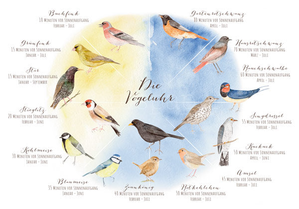 Waldorf Postkarte Die Vogeluhr von Dörthe Brandt mit 14 heimischen Vogelarten und ihrer jeweiligen Gesangsstartzeit vor Sonnenaufgang