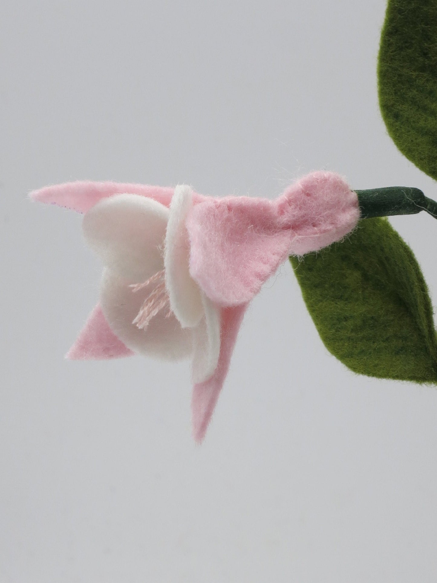 Detailansicht einer rosafarbenen Filz-Fuchsienblüte mit grünem Blatt