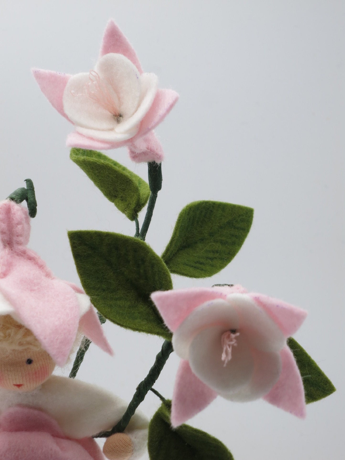 Detailansicht rosa Fuchsienblüten und grüner Filzblätter am Blumenkind