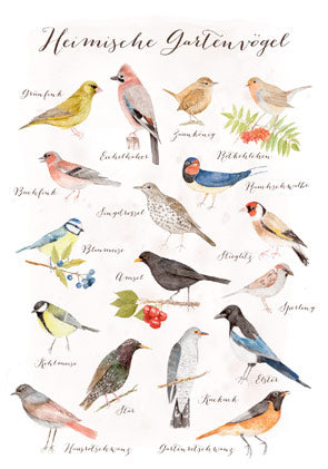 Waldorf Postkarte Heimische Gartenvögel von Dörthe Brandt mit 18 botanisch illustrierten und beschrifteten Vogelarten wie Rotkehlchen, Blaumeise, Kuckuck und Elster
