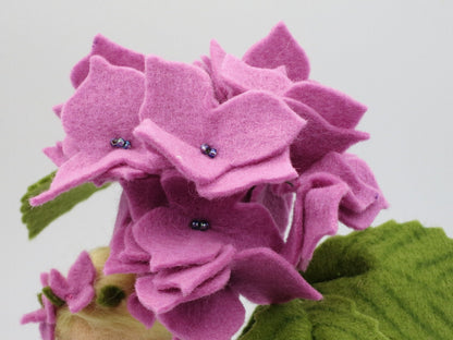 Detailaufnahme der rosa Hortensien-Blüten mit kleinen Perlen in der Blattmitte.