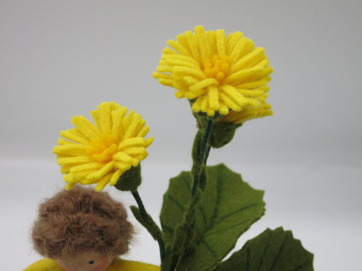 Detailaufnahme der gelben Filz-Huflattichblüten am Huflattich-Junge Blumenkind