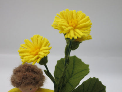 Detailaufnahme der gelben Filz-Huflattichblüten am Huflattich-Junge Blumenkind