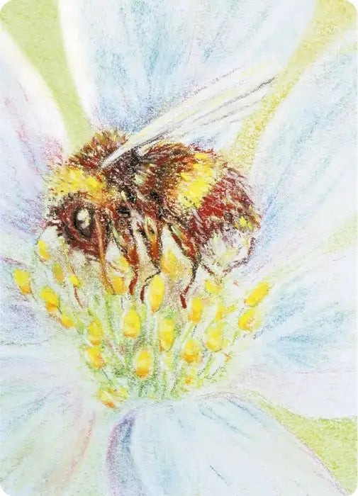 Waldorf Postkarte Hummel von Geertje Kapteijns mit Buntstift-Nahaufnahme einer Hummel auf einer weißen Blüte