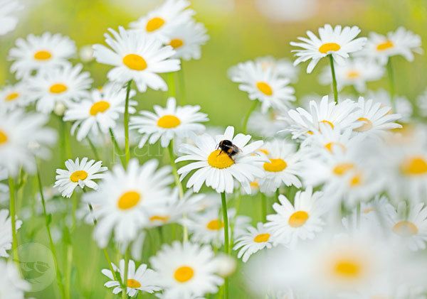 Hummel besucht Margerite - Postkarte - Waldorf Art.Nr.PKSO215