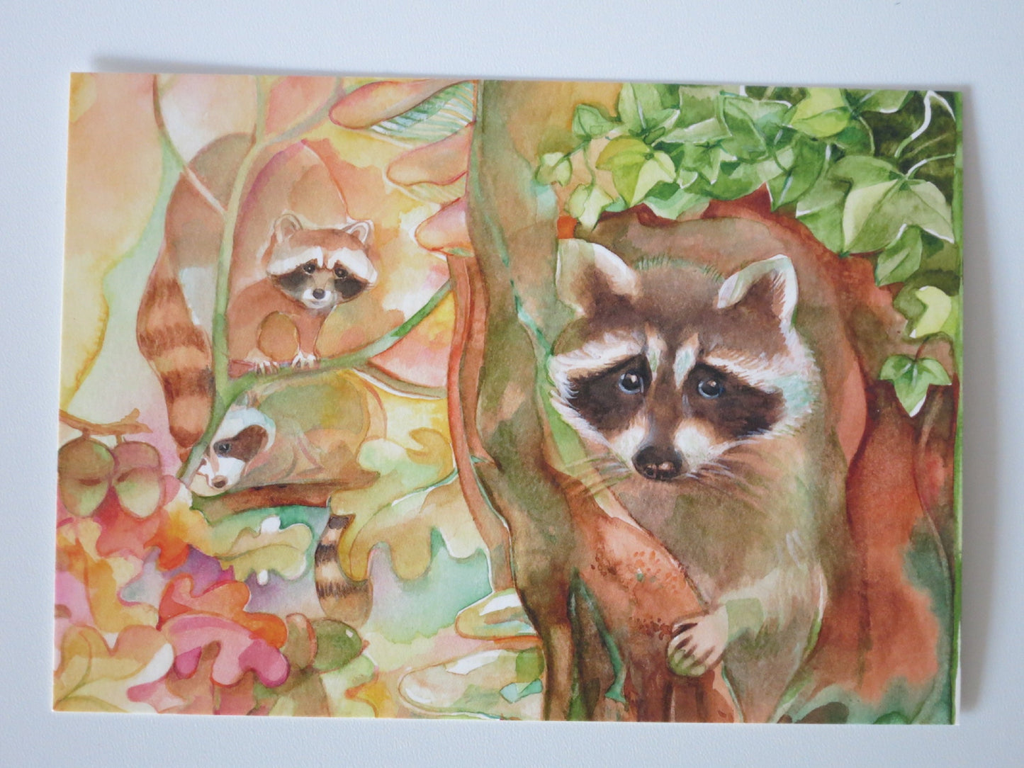 Der Waschbär - Postkarte Art.PKHE203