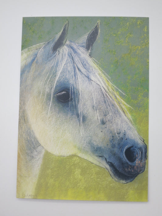Pferdekopf - Postkarte - Art PKFR152
