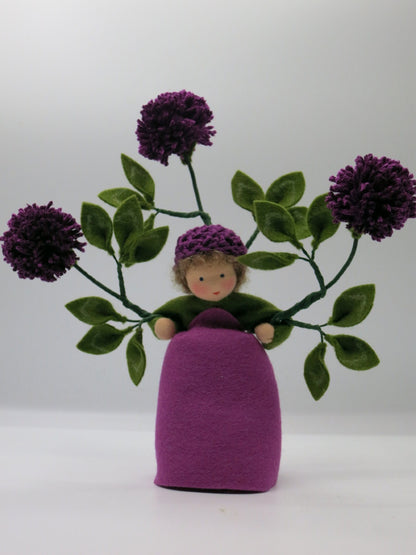 Seitenansicht des Klee-Blumenkindes mit magentafarbenen Blütenköpfen und Filzblättern.