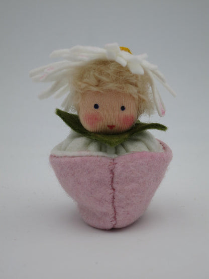 Nahaufnahme Kleine Margerite mit gelber Blütenmitte im rosa Topf, Waldorf-Jahreszeitentisch