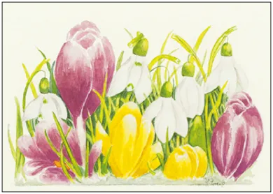 Krokusse und Schneeglöckchen  - Postkarte - Waldorf  Art.Nr.PKFR150
