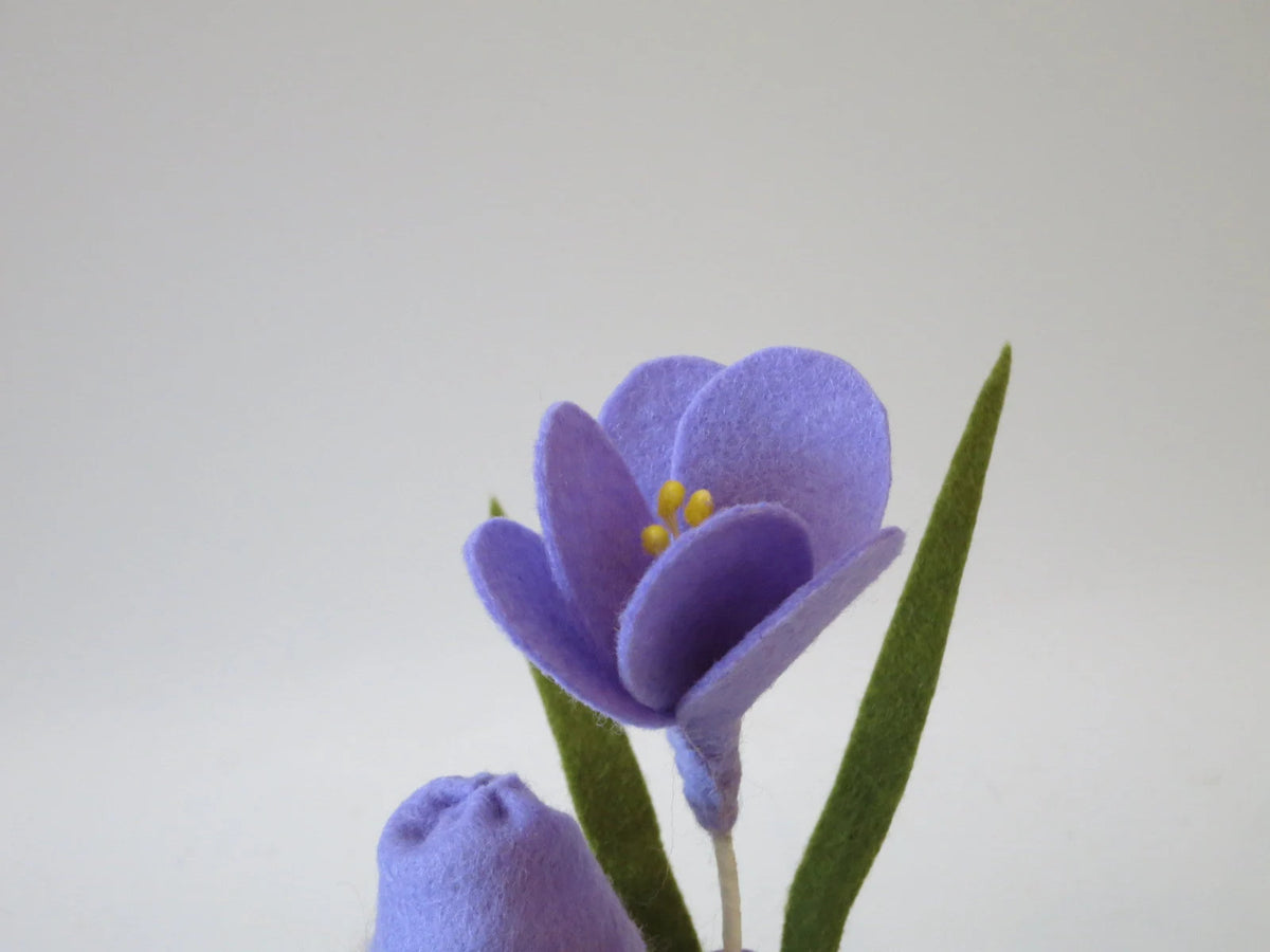 Detailaufnahme der violetten Filz-Krokusblüte mit gelben Staubgefäßen, Waldorf Jahreszeitentisch