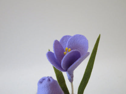 Detailaufnahme der violetten Filz-Krokusblüte mit gelben Staubgefäßen, Waldorf Jahreszeitentisch