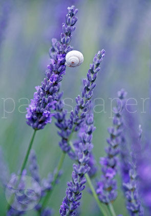 Lavendel mit Schnecke - Postkarte - Waldorf Art.Nr.PKSO232