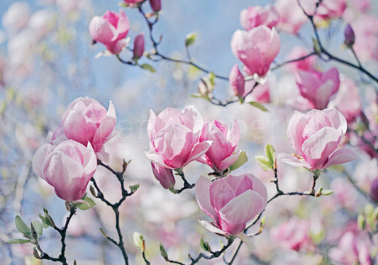 Magnolienblüten - Postkarte - Art.Nr.PKFR120