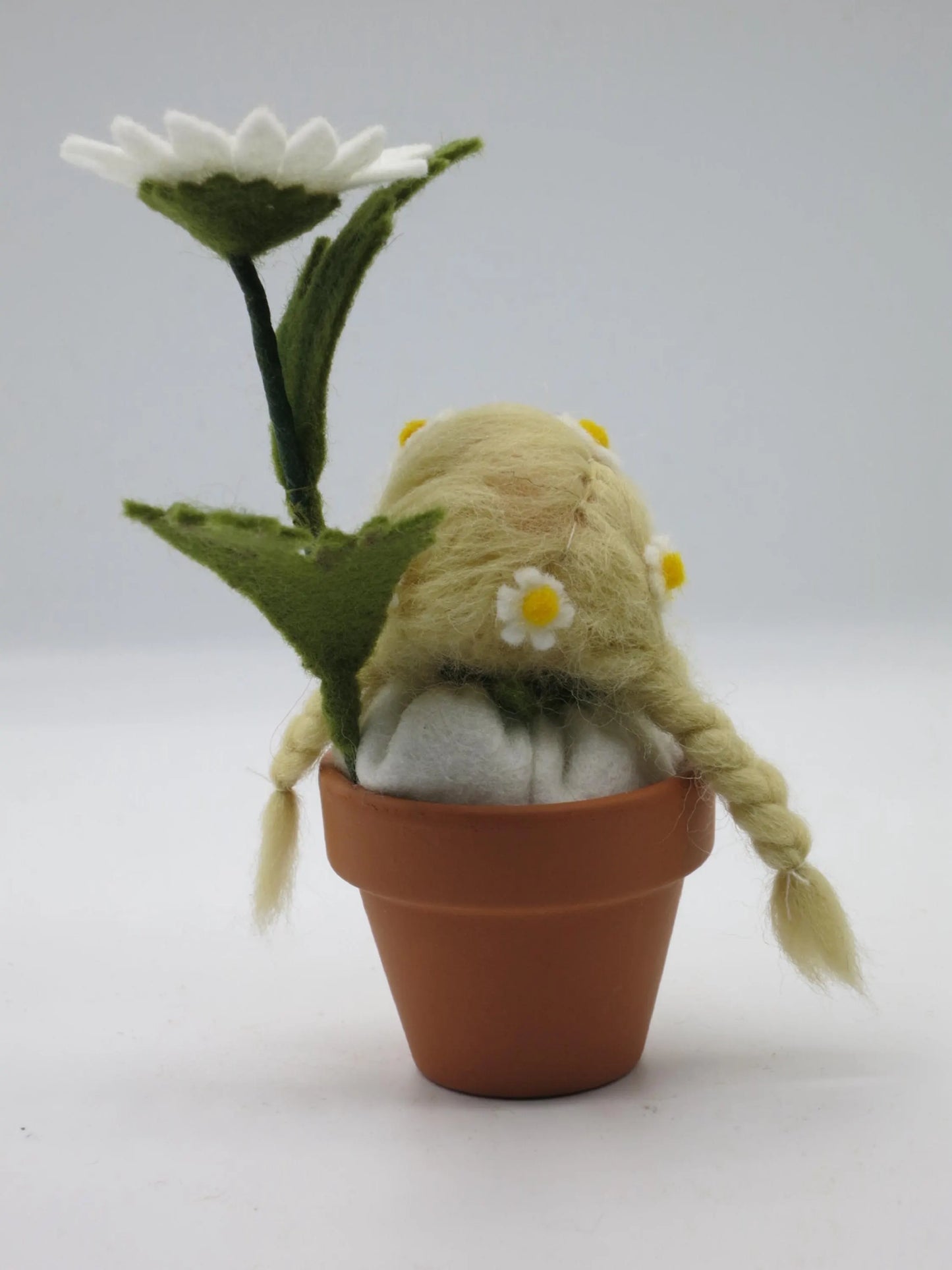 Rückansicht des Margeriten-Topfblümchens mit geflochtenem Wollhaar, kleinen Haarblüten und grünem Blütenstiel.