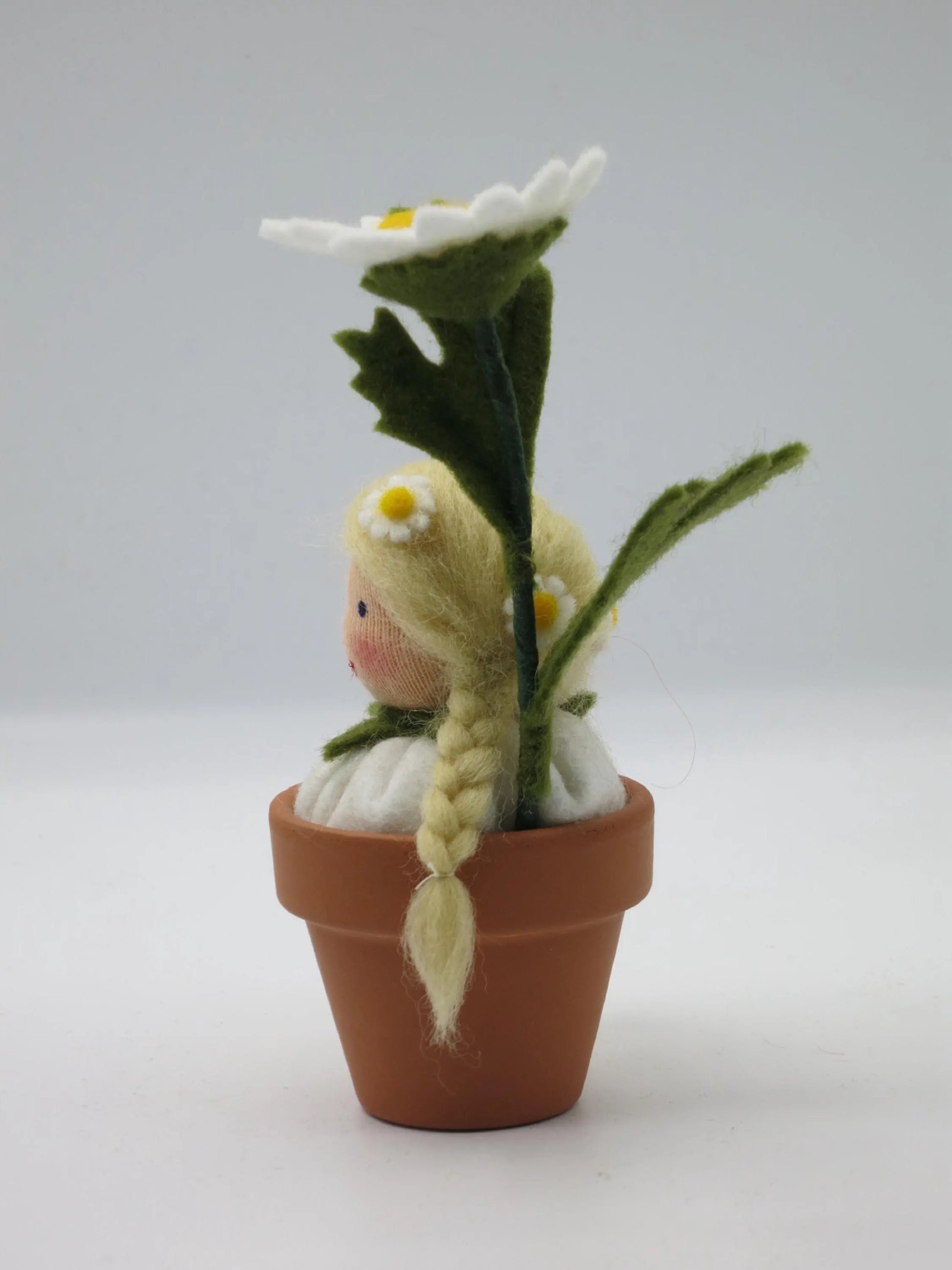 Seitenansicht des Margeriten-Topfblümchens mit langem blondem Zopf, weißer Filzblüte und grünem Blattstiel.