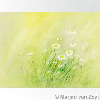 Waldorf Postkarte Margeriten von Marjan van Zeyl mit weißen Wiesenmargeriten im hohen Sommergras