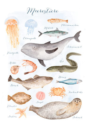 Waldorf Postkarte Meerestiere von Dörthe Brandt mit zwölf botanisch illustrierten Nordsee- und Ostsee-Bewohnern wie Schweinswal, Aal und Seehund