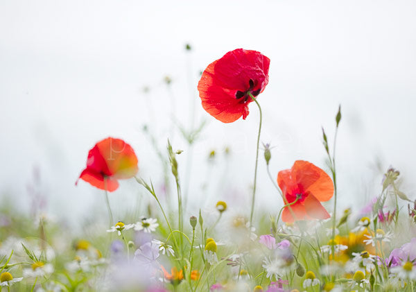 Wilde Wiese mit Mohn - Postkarte - Waldorf Art.Nr.PKSO228