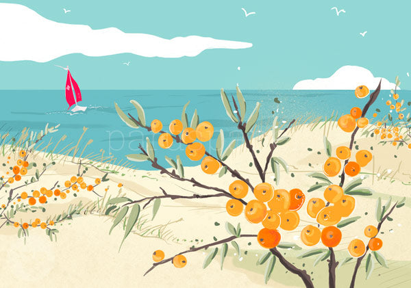 Postkarte Sanddorn an der Düne von Antje Theres Kral: Sanddornbeeren vor dem Meer mit Segelboot