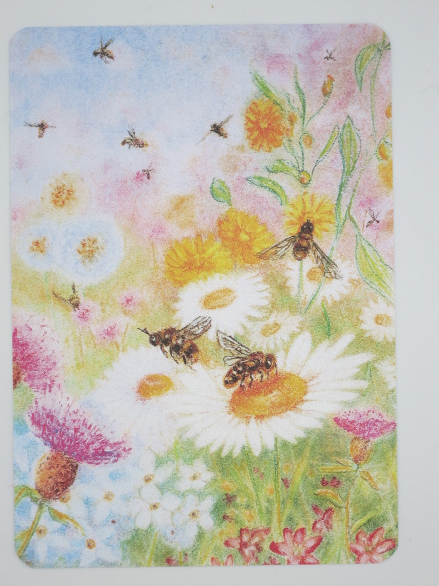 Postkarte Bienenweide: Bienen auf Gänseblümchen und Ringelblumen, Pastellzeichnung von Geertje Kapteijns