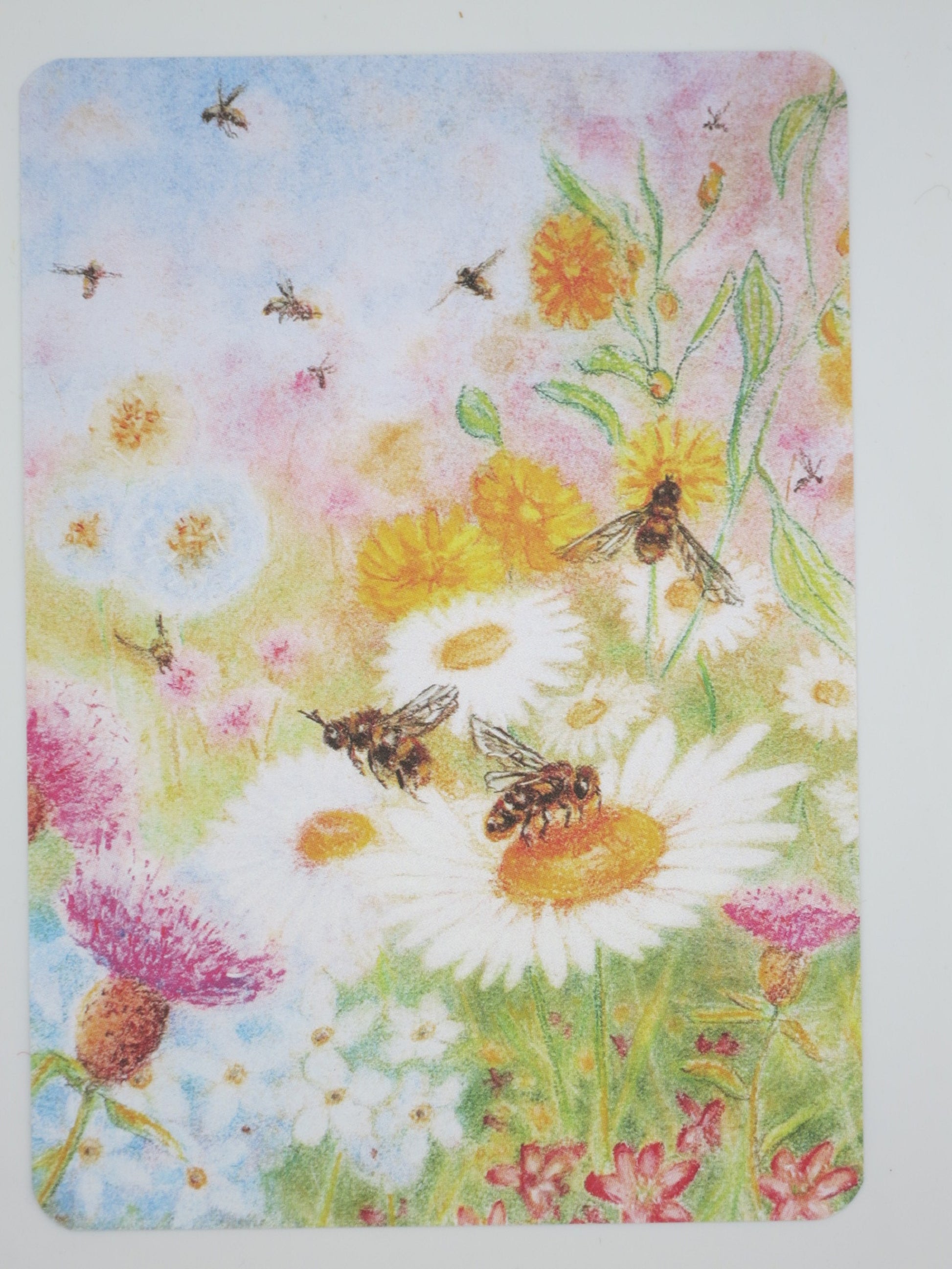 Postkarte Bienenweide: Bienen auf Gänseblümchen und Ringelblumen, Pastellzeichnung von Geertje Kapteijns