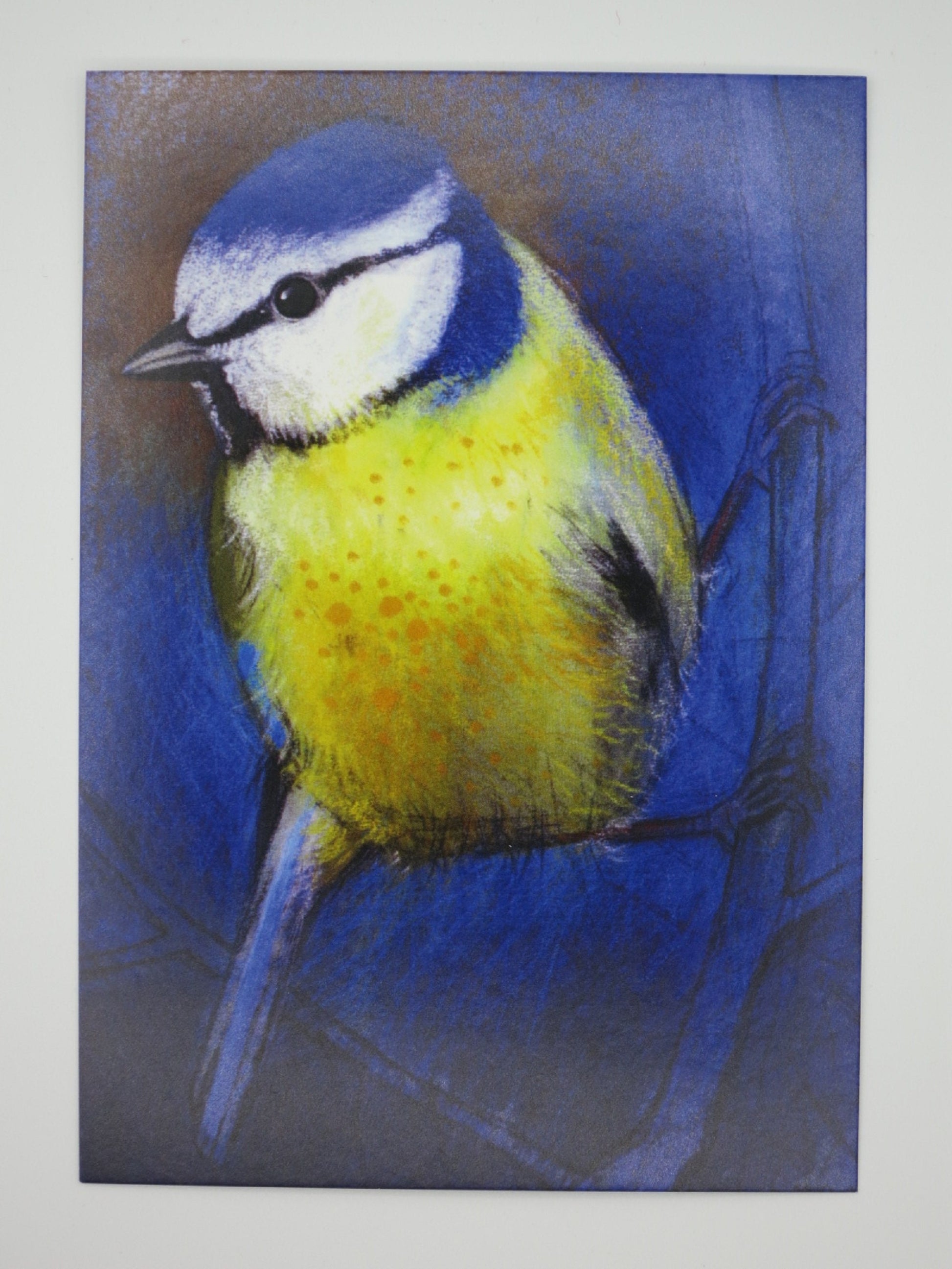 Postkarte Blaumeise von Loes Botman: Blaumeise-Portraet vor blauem Hintergrund