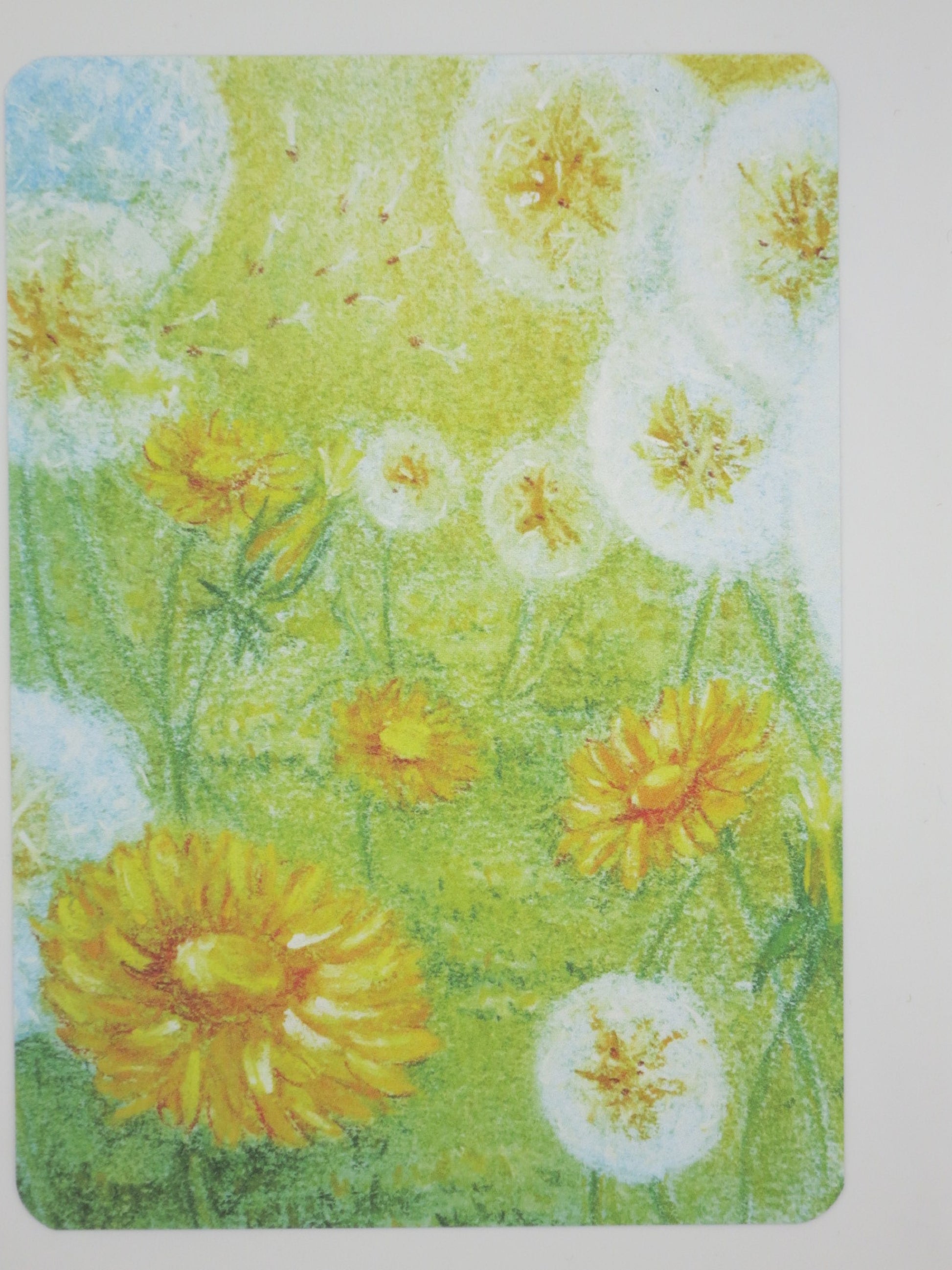 Postkarte Blumenfeld von Geertje Kapteijns: Loewenzahnblueten und Pusteblumen
