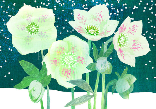Weihnachtspostkarte Christrosen im Schnee PKWei125 im Querformat: vier große Christrosen mit Knospen vor dunklem Petrol und Schnee, Illustration von Maike Neuendorff