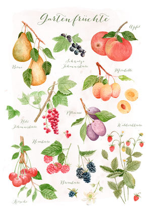 Postkarte Gartenfrüchte: botanische Bestimmungstafel mit Birne, Johannisbeeren, Kirsche und weiteren Obstsorten, Aquarell von Dörthe Brandt