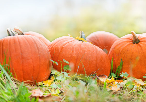 Herbst Postkarte Kuerbisfreuden PKHE196: vier orange Kuerbisse im Gras zwischen Herbstlaub, Fotografie