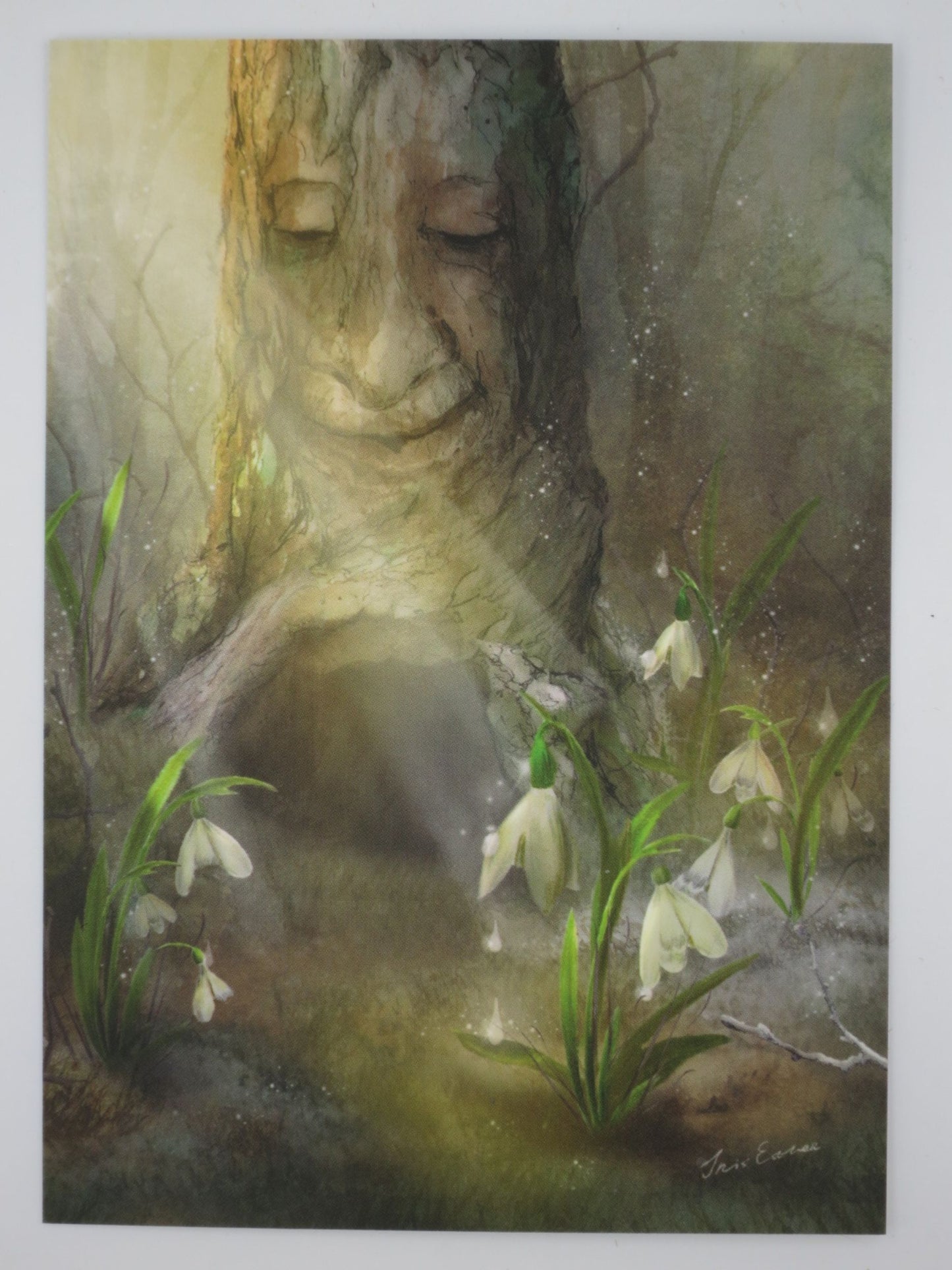 Winter Postkarte Schneegloeckchen PKWI325: Schneegloeckchen vor einem alten Baum im Wald
Zeichnung von Iris Esther